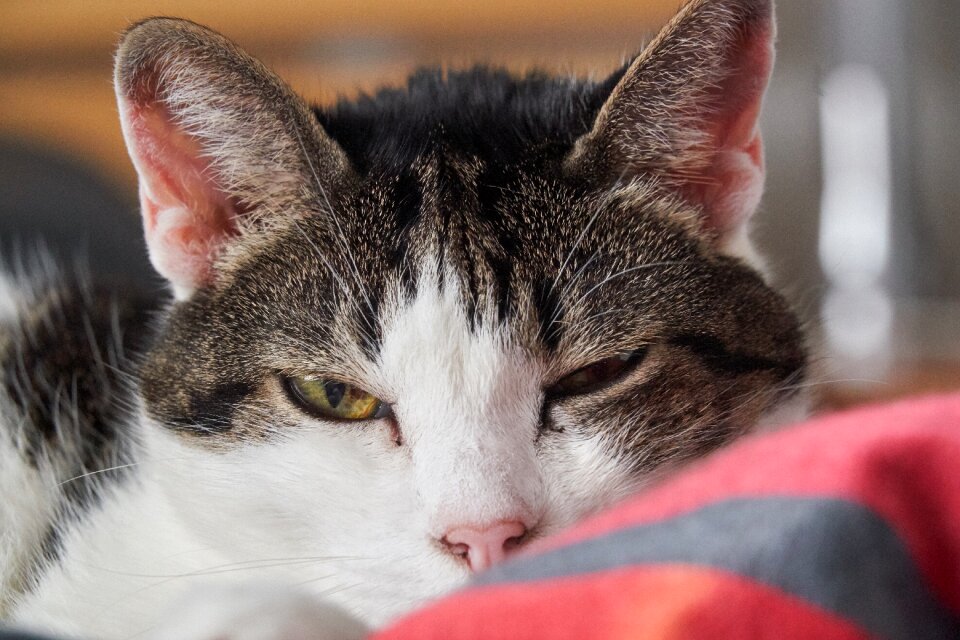 Cat's eyes pet portrait