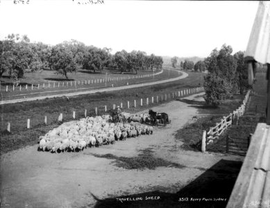 Travelling sheep from The Powerhouse Museum Collection photo