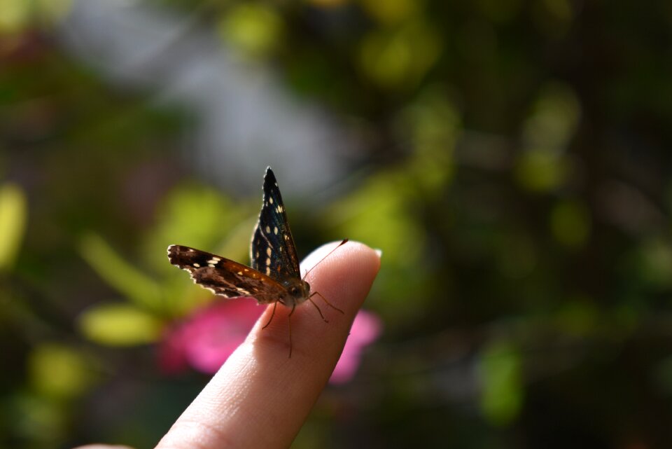 Insect bug natural