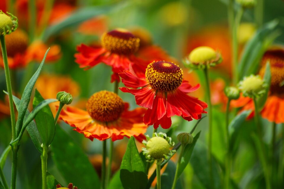 Flowers mum chrysanthemum