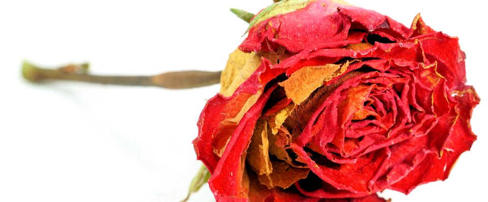 Love flower blossom