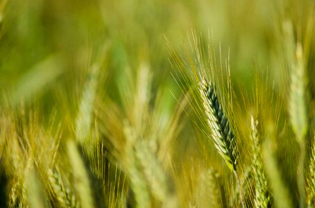 Field grains the cultivation of