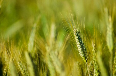 Field grains the cultivation of photo