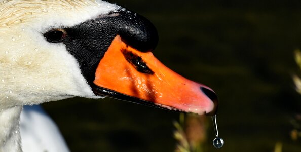 Animal schwimmvogel pride photo