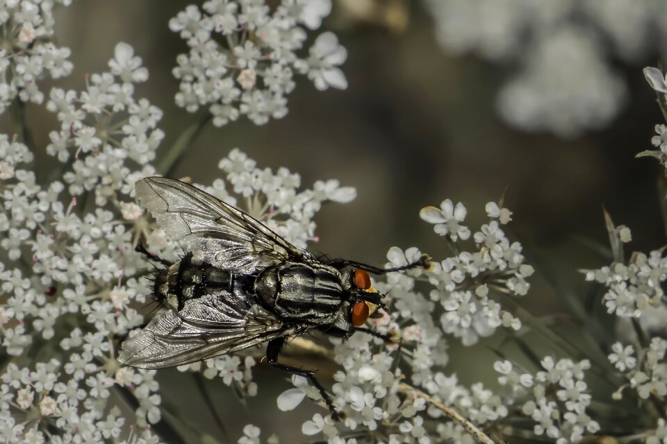 Fly compound eyes macro