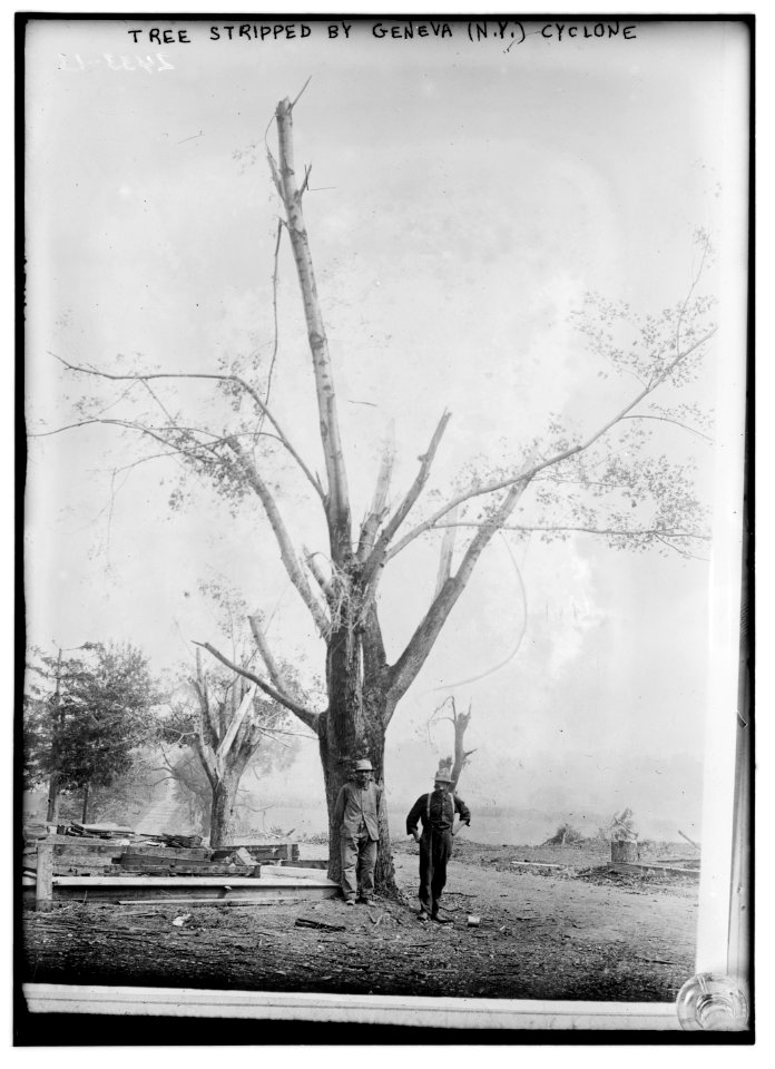 Tree stripped by Geneva, N.Y. cyclone LCCN2014690684