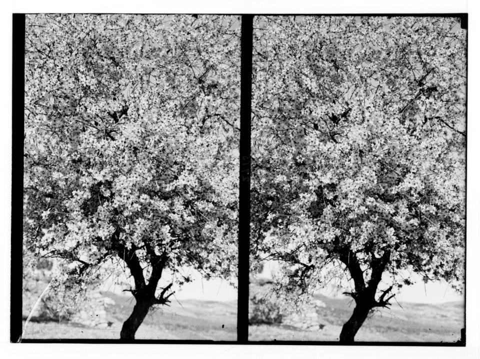 Trees and shrubs. Almond blossoms, close-up. LOC matpc.02472