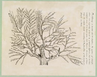 Tree of library classifications LCCN2016650285