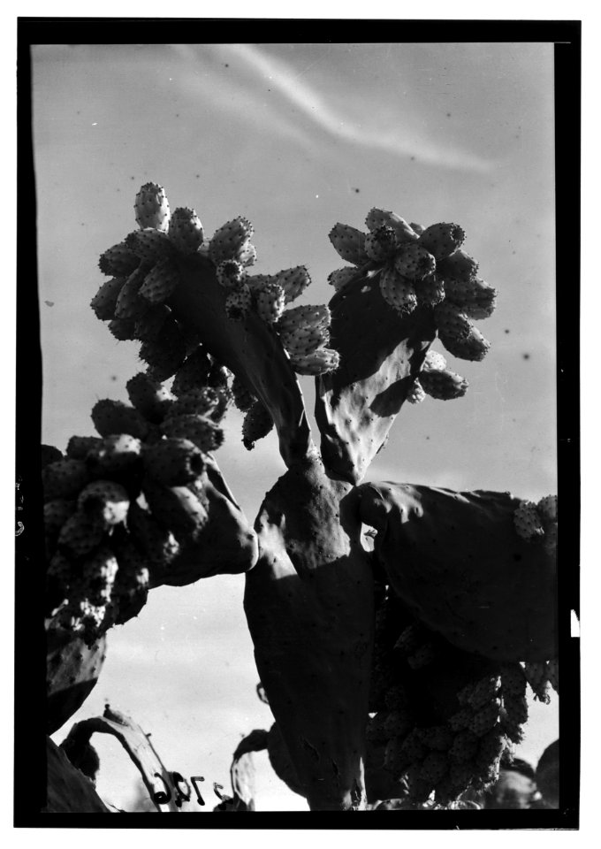 Trees and shrubs. Cactus figs. (Opuntia Ficus-indica (L.) Mill) LOC matpc.15048