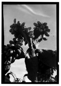 Trees and shrubs. Cactus figs. (Opuntia Ficus-indica (L.) Mill) LOC matpc.15048