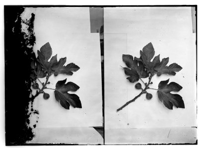 Trees and shrubs. First and second figs LOC matpc.10217