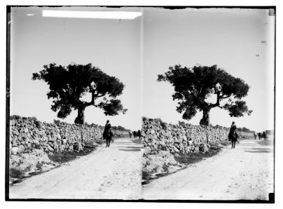 Trees and shrubs. Hackberry. (Celtis australis L.). LOC matpc.02463