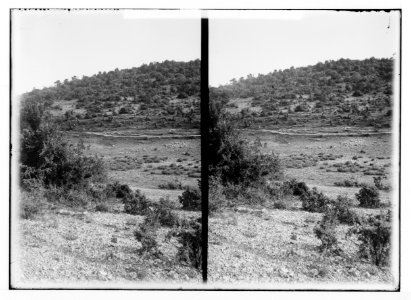 Trees and shrubs. Oak forest in Gilead. (Quercus lusitanica Lam.). LOC matpc.02462