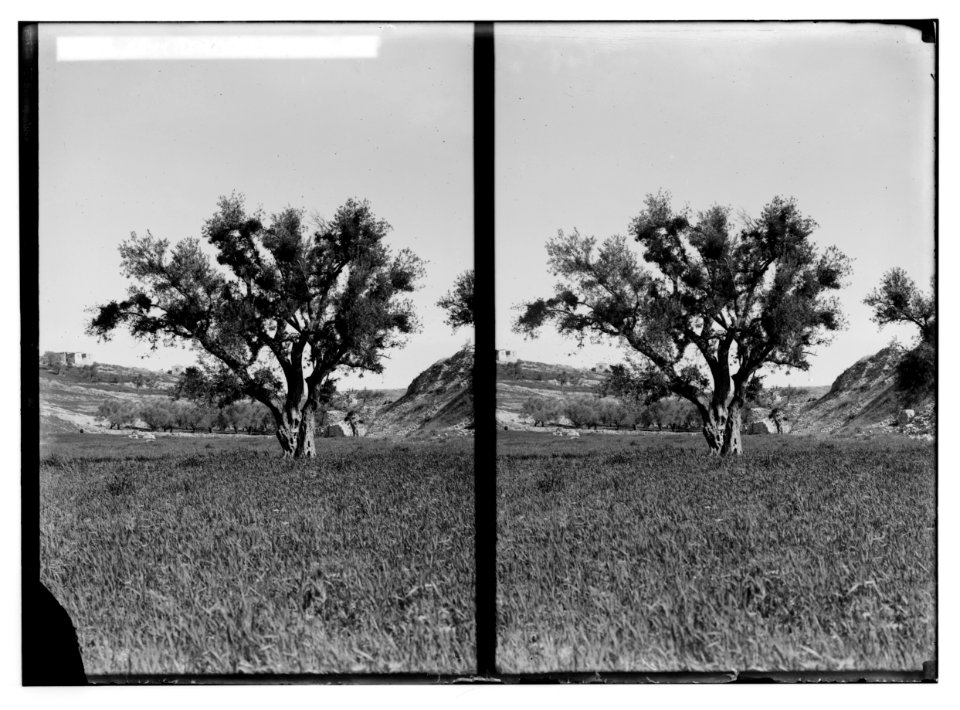 Trees and shrubs. Olive tree with mistletoe. (Viscum cruciatum Sieb.). LOC matpc.02485