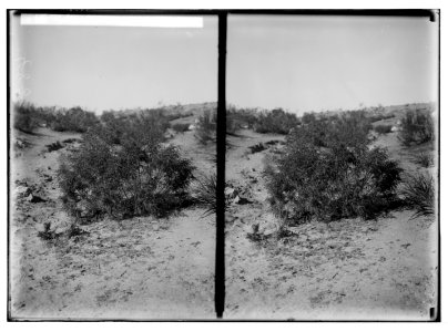Trees and shrubs. Sparrow-wort (Thymelaea hirsuta Endl.). LOC matpc.05858