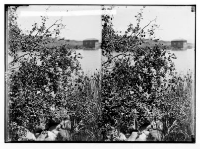 Trees and shrubs. Christ-thorn (Zizyphus Spina-Christi (L.) Wild.). LOC matpc.02486