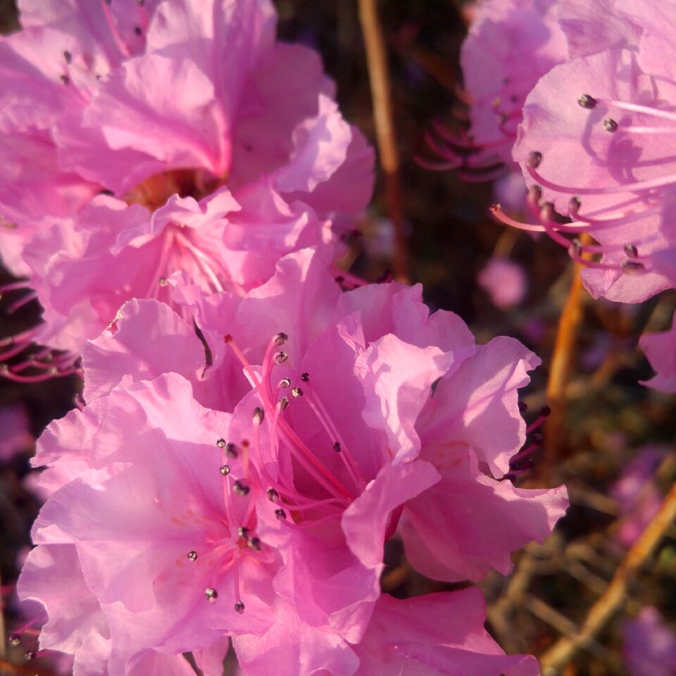 Nature garden flowering