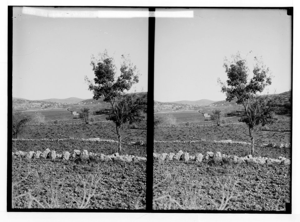 Trees and shrubs. Vineyard in winter. (Vitis vinifera L.). LOC matpc.02479