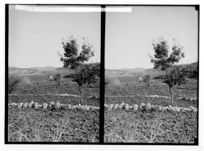 Trees and shrubs. Vineyard in winter. (Vitis vinifera L.). LOC matpc.02479