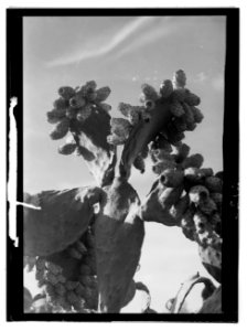 Trees and shrubs. Cactus figs. (Opuntia Ficus-indica (L.) Mill) LOC matpc.12354