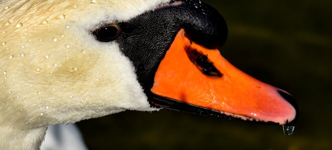 Animal schwimmvogel pride photo