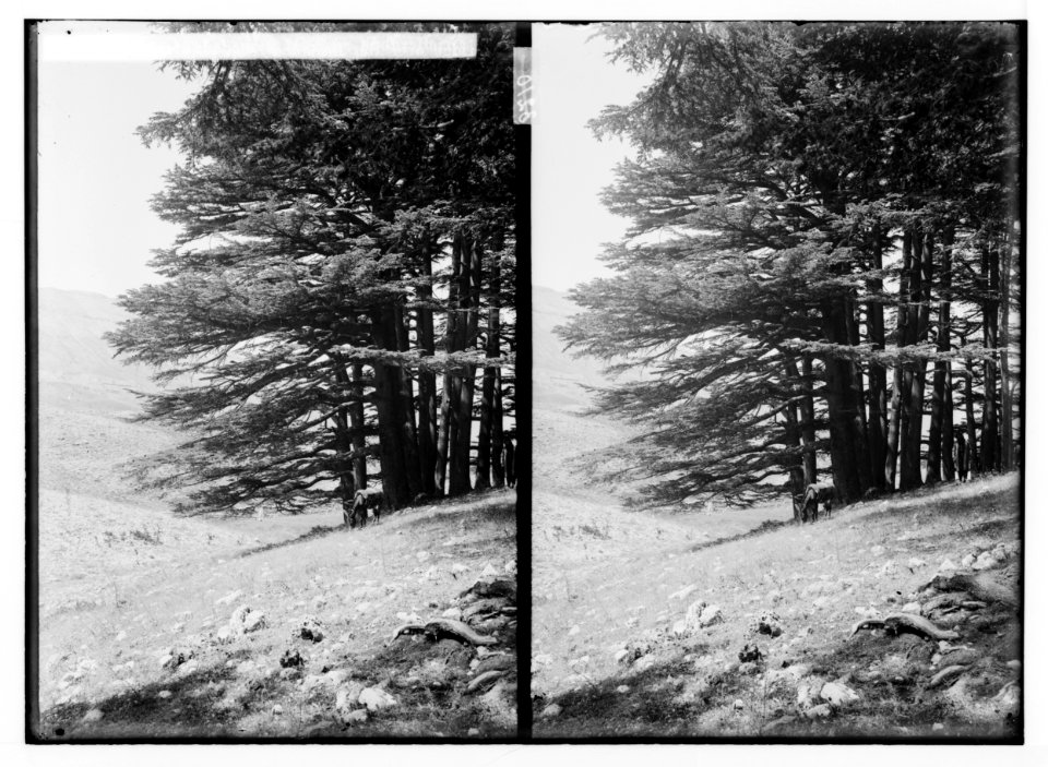 Trees and shrubs. Cedars of Lebanon. (Cedrus libani Barr.). LOC matpc.02459