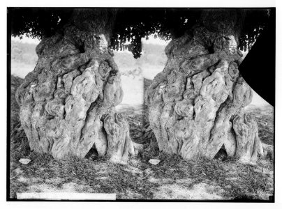 Trees and shrubs. Gnarled trunk of sycomore tree. LOC matpc.02467
