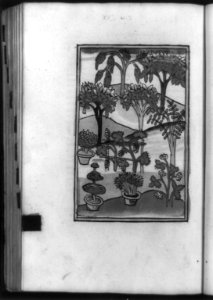 Trees with medicinal virtues, growing naturally and cultivated in pots LCCN92516569