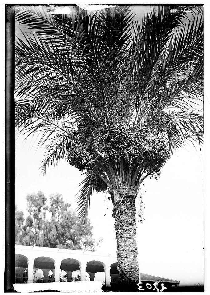 Trees and shrubs. Date palms, close-up, showing dates LOC matpc.00192