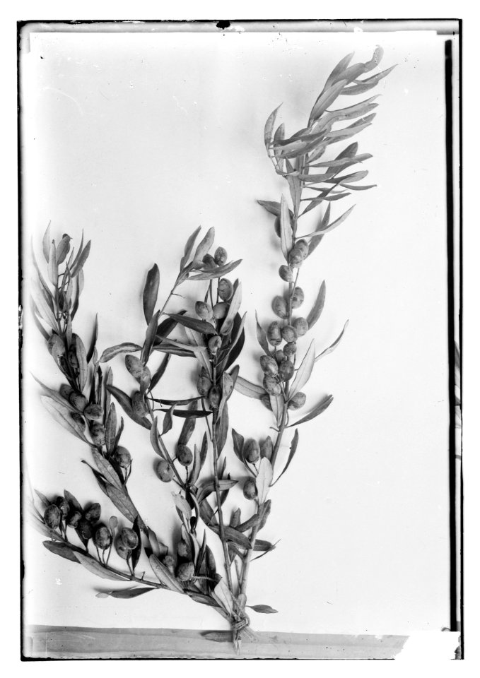 Trees and shrubs. Olive branches with olives LOC matpc.11710