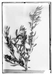 Trees and shrubs. Olive branches with olives LOC matpc.11710