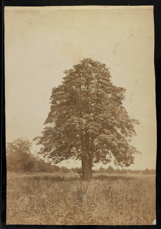 Tree LCCN2014646393