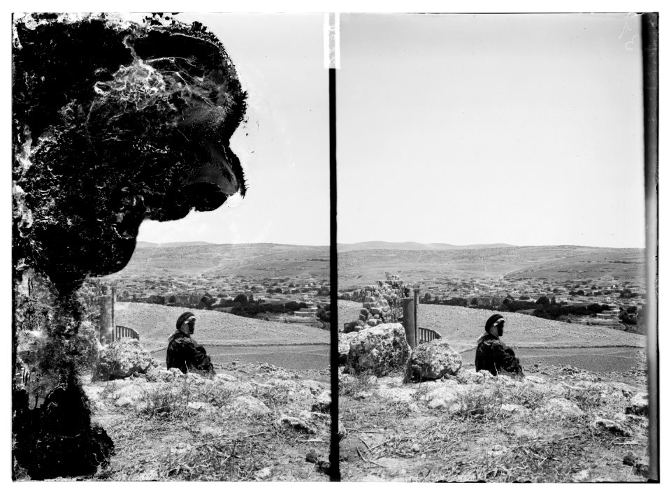 Trees and shrubs. LOC matpc.06188