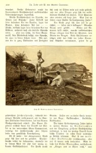 Trede, Theodor (1833-19..) - Volksleben in Süditalien - Velhagen & Klasings Monatshefte, XII 1897-98, p. 450 photo