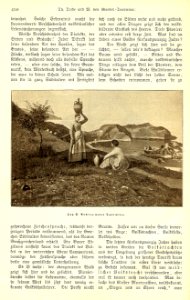 Trede, Theodor (1833-19..) - Volksleben in Süditalien - Velhagen & Klasings Monatshefte, XII 1897-98, p. 450