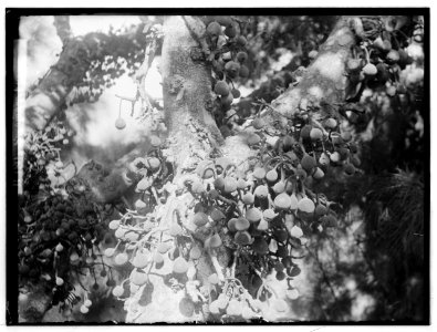Trees and shrubs. Sycomore figs LOC matpc.00721
