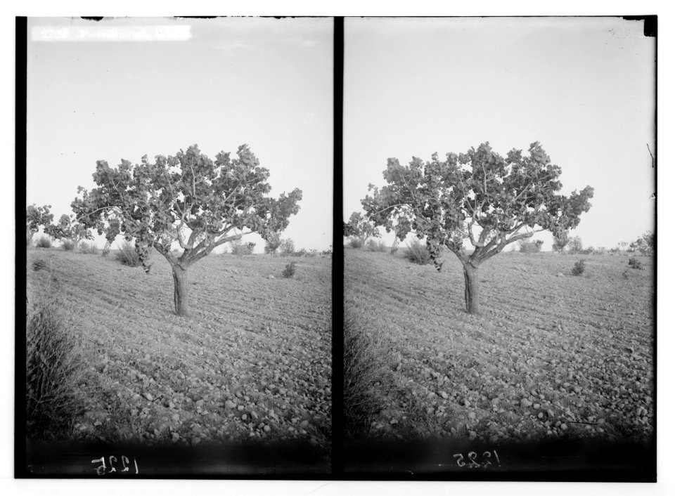 Trees and shrubs. Pistachionut, Aleppo. (Pistacia vera L.). LOC matpc.02478