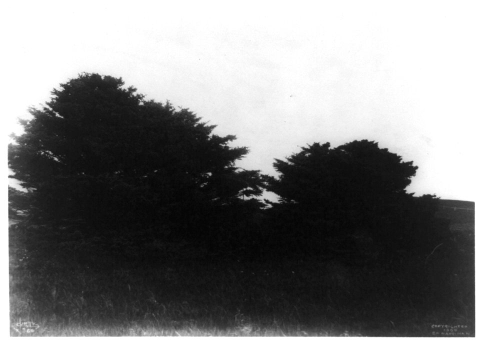 Trees in landscape, taken during the Harriman Alaska Expedition of 1899 LCCN92513835