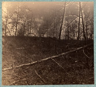 Trees shattered by artillery fire on south side of Plank Road LCCN2009634192