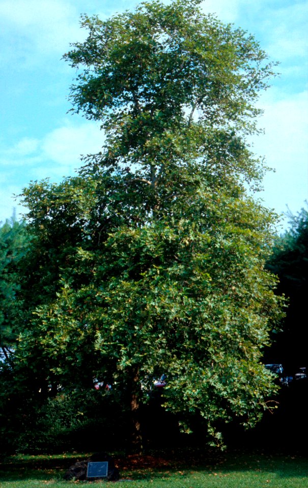 Tree of Hippocrates NIH