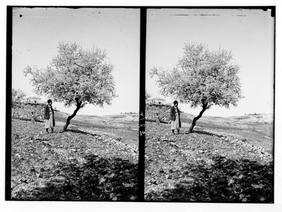 Trees and shrubs. Almond tree in blossom. (Amygdalus communis L.). LOC matpc.02471