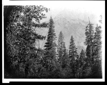 Trees with North Dome in background, Yosemite National Park, Calif. LCCN95514113