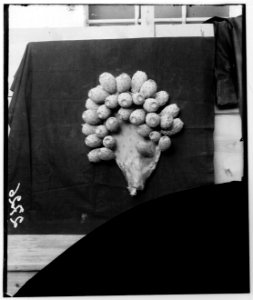 Trees and shrubs. Cactus figs. (Opuntia ficus-indica (L.) Mill) LOC matpc.00195