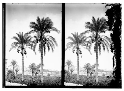 Trees and shrubs. Date palms LOC matpc.10219