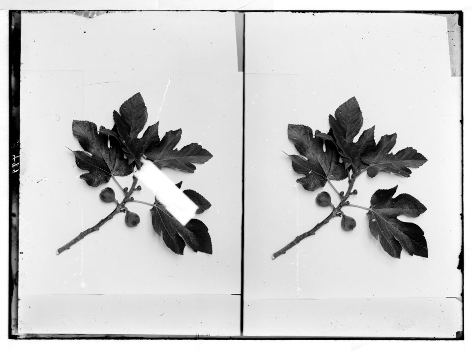 Trees and shrubs. First and second figs. LOC matpc.05856