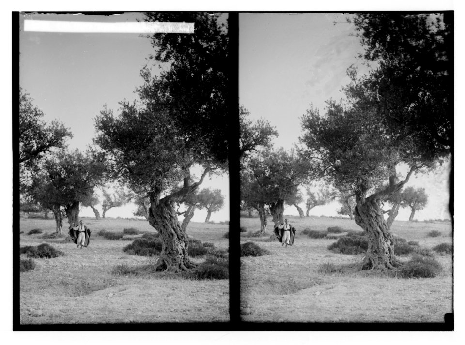 Trees and shrubs. Old olive trees. (Olea europaea L.). LOC matpc.02484