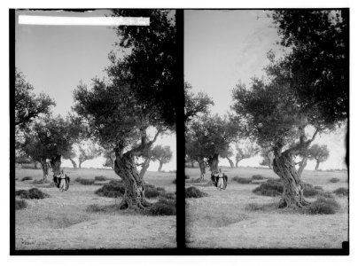 Trees and shrubs. Old olive trees. (Olea europaea L.). LOC matpc.02484
