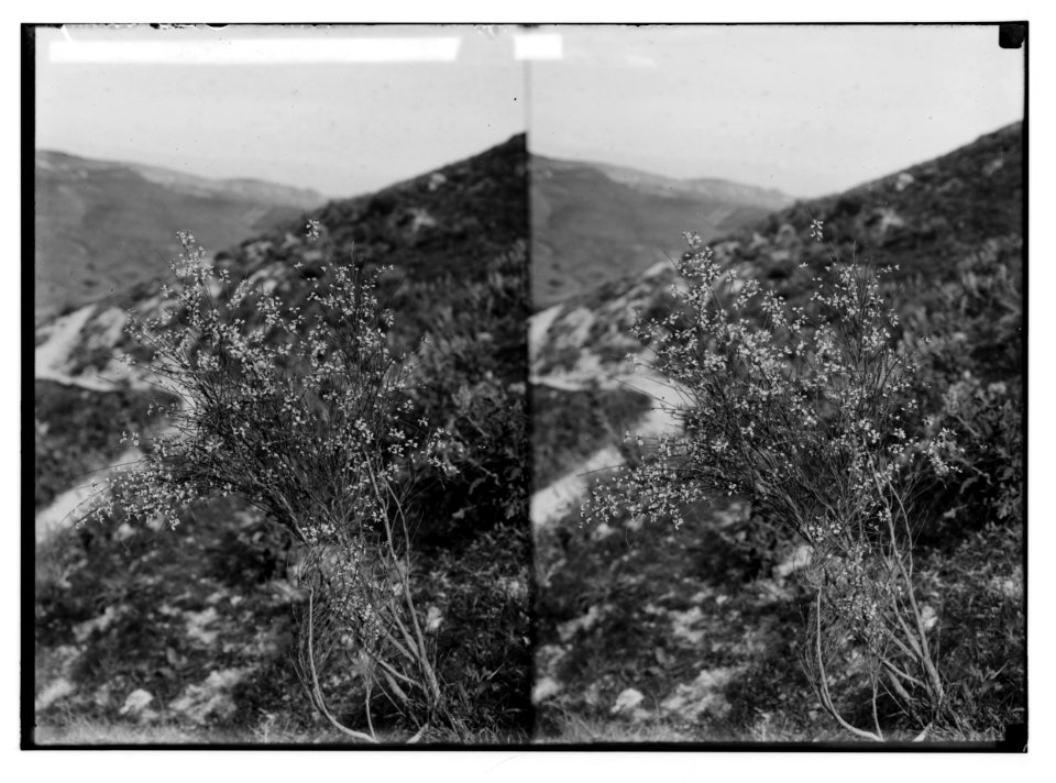 Trees and shrubs. Retem (Juniper). (Retama Roetam (Forsk.) Webb). LOC matpc.02476