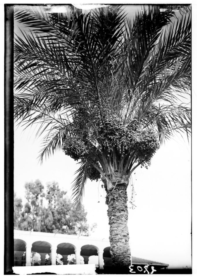 Trees and shrubs. Date palms, close-up, showing dates LOC matpc.00192