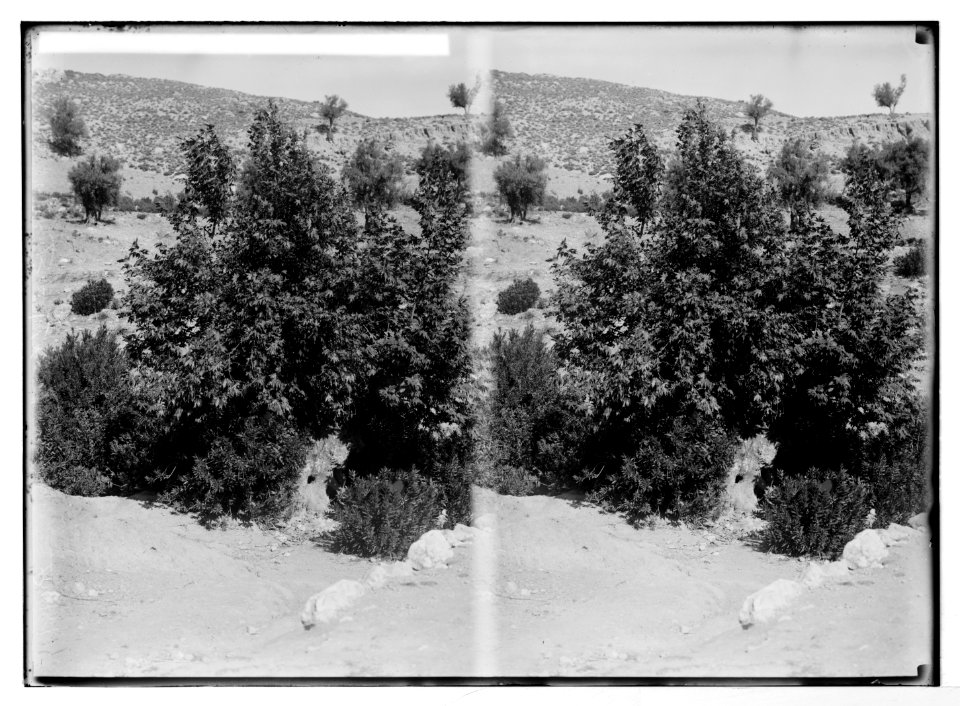 Trees and shrubs. Oriental plane tree (Platanus orientalis L.) LOC matpc.05857